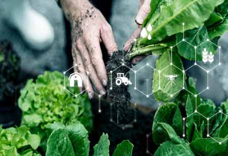 Hybrid Seeds: Driving Sustainable Agriculture and Food Security